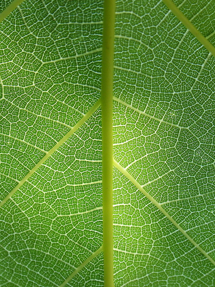 Leaf, augu fona, atzari, abstrakts background, tekstūra, augu arhitektūra, dabiskā tekstūra