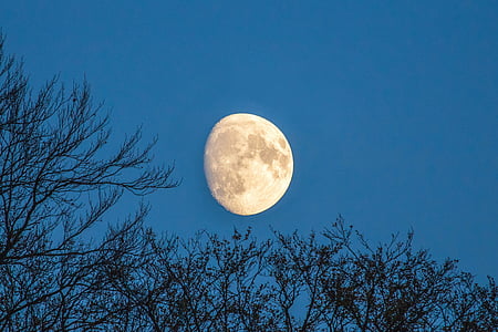 个月, 大, 天空, 树木, 温莎, 月亮, 满月
