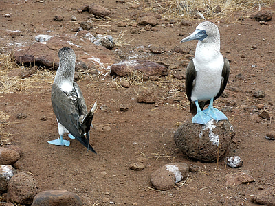 chim, con chim, màu xanh, chân, Boobie, Galapagos, Quần đảo