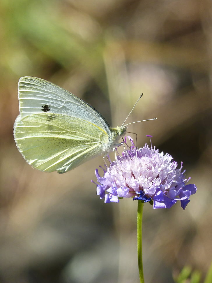 blanquita of cabbage, butterfly, wild flower, libar, the cabbage butterfly, lepidopteran