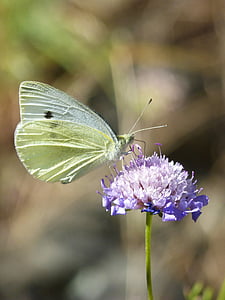 blanquita of cabbage, butterfly, wild flower, libar, the cabbage butterfly, lepidopteran