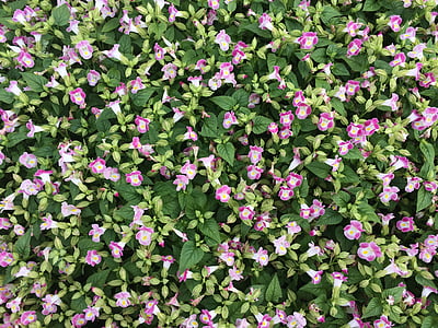 kukat, vaaleanpunainen, Floret, Otsu park, Yokosuka, Japani, vihreä