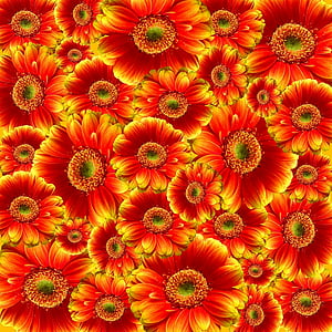 red, yellow, petal, flowers, Flower, Gerbera, Nature