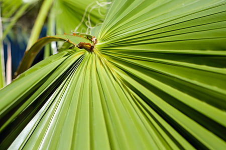 leaf, palm leaf, fan palm, palm fronds, green, large leaves, palm