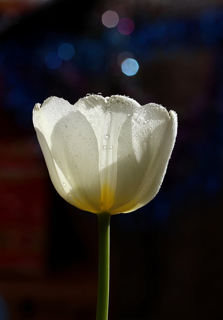 Tulip, biela, kvapky, kvet, noc, žiadni ľudia, detail