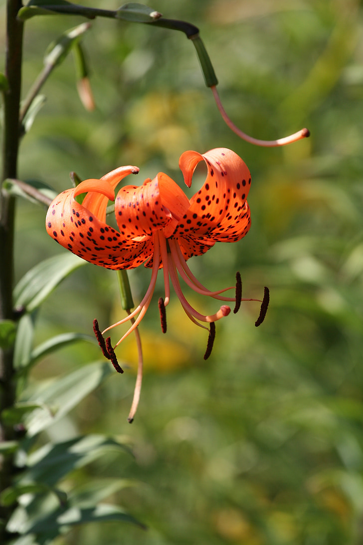 tiger lily, orange, flower, blossomed, green foliage, herb, family liliaceae