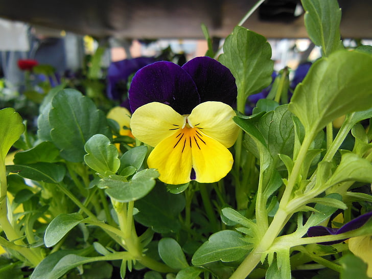 horned violet, purple, yellow, spring, harbinger of spring, bright colors, plants