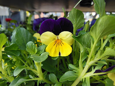 Horned violett, lila, gul, våren, budbärare för vår, ljusa färger, växter