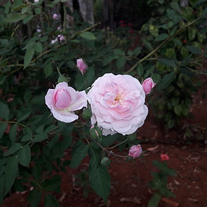 levantou-se, Rosa, natureza, cor-de-rosa, flor-de-rosa, cor da flor-de-rosa, flores