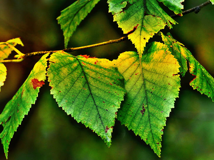 Birk, blade, efterår, tilbage lys, natur, morgensolen, HDR