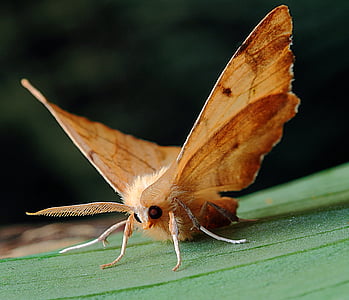 moth, macro, lepidoptera, british, nature, insect, wings