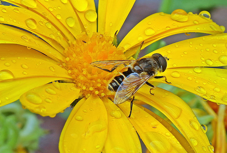 hoverfly, mēslu mušu, kukainis, zieds, Bloom, kliņģerīte, Calendula