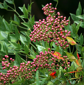 Nandina, bessen, struik, Bush, rood, plant, Flora