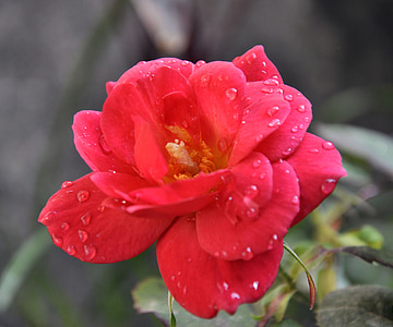 roosid, punane, Suurendus:, materjali, loodus, taim, lill