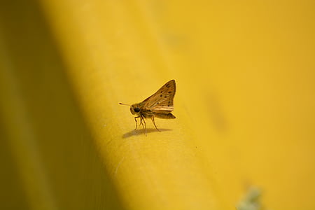 moth, insect, nature, bug