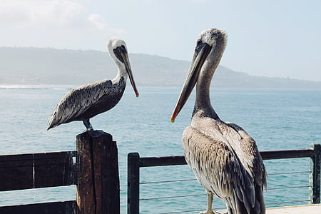 to, grå, pelikaner, Heron, Brid, dyr, fugl