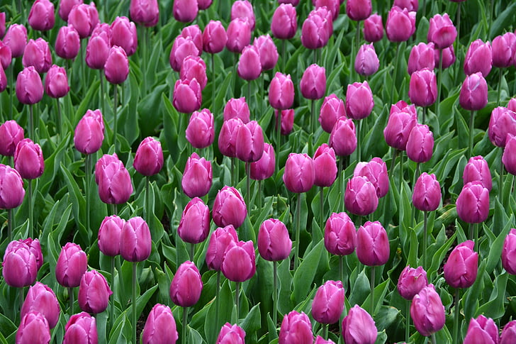 tulipani, Škrlatna, pomlad, maja, cvetovi, cvetje, roza