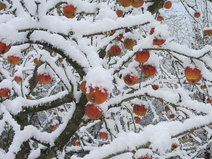 cây táo, tuyết, màu đỏ, trắng, mùa đông, Apple, Thiên nhiên