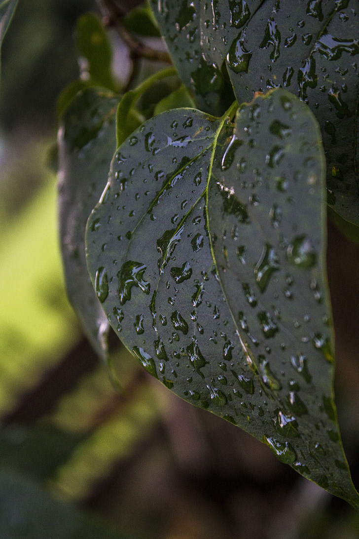 listov, mokro, dež, kaplja dežja, listi, zelena, vode