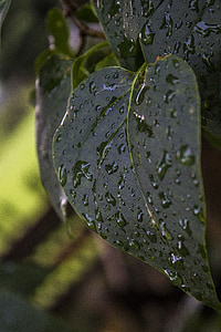 blad, NAT, regen, regendruppel, Bladeren, groen, water
