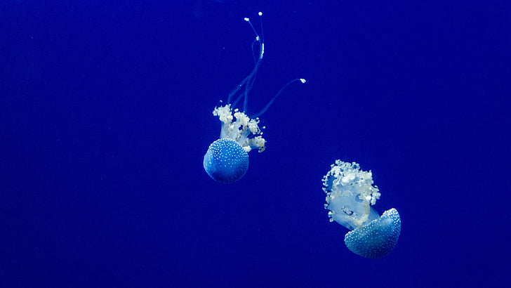 медузи, океан, море, плуване, подводни, вода, морски живот