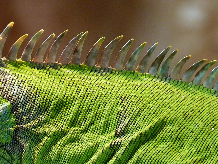 verde, preto, lagarto, animal, Dragão, close-up, Iguana