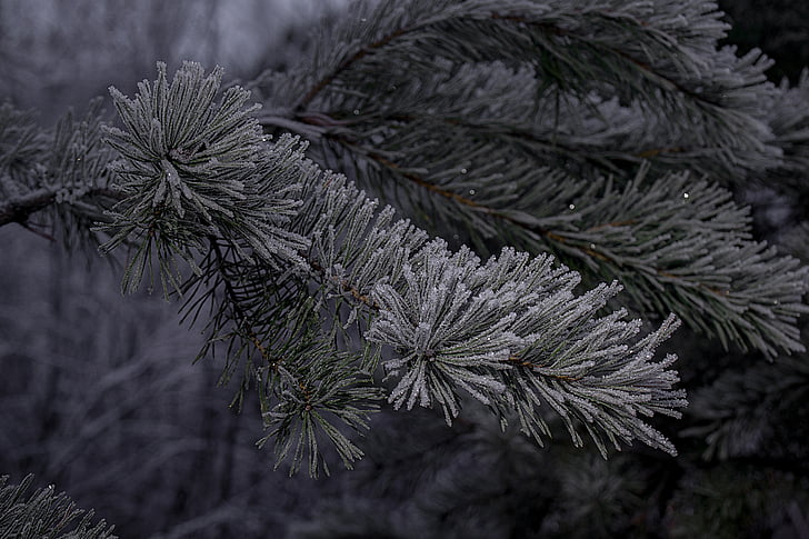 winter, six, needles, frost, frozen, nature