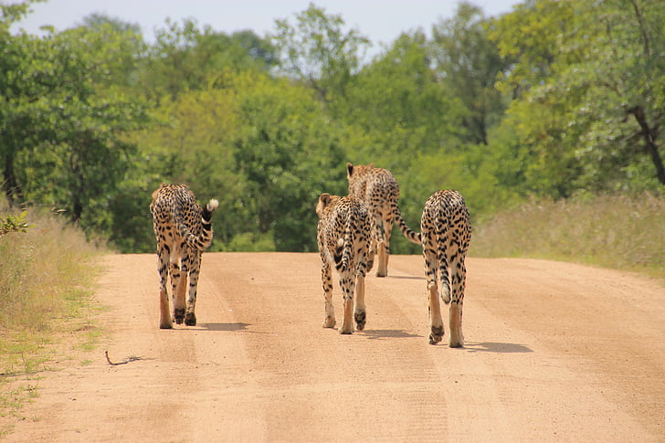 Gepard, Krugerův národní park, Wild, Krueger, volně žijící zvířata, zvířata volně žijící zvířata