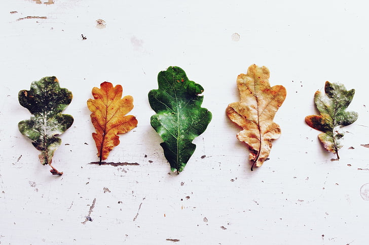 listi, hrast, hrastova, jeseni, listnato drevo, pojavljajo, padec listje