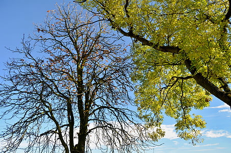 høst, trær, Bart, natur, gren, på toppen av treet, løvtre