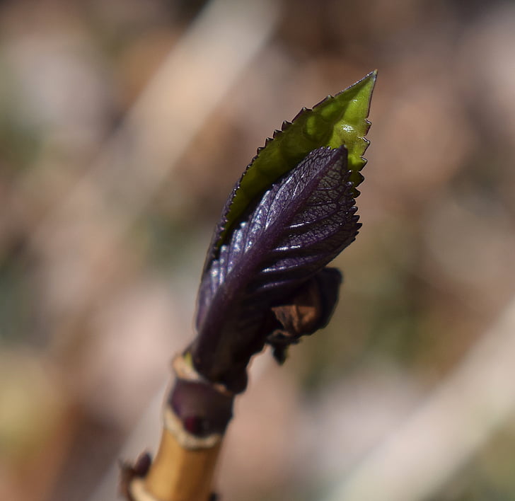 new hydrangea leaves, leaves, plant, garden, nature, springtime, purple