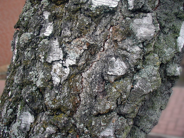 albero, betulla, corteccia, tribù