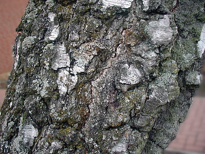 pohon, Birch, kulit, suku