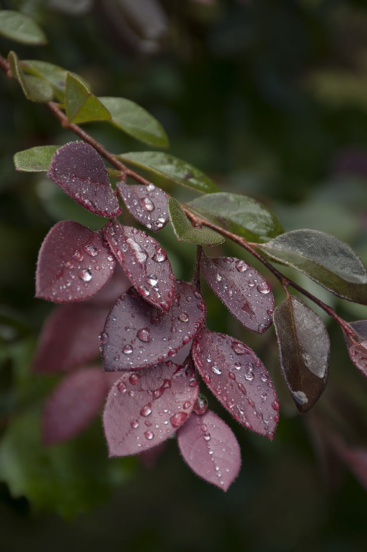 dew, leaves, red, foliage, autumn, outdoors, shrubbery