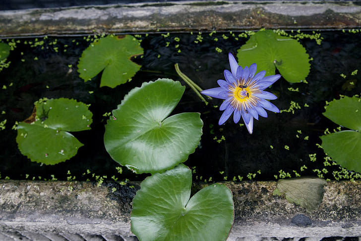 Lotus, ūdens, kukaiņi, daba, ūdensaugi, dīķis augi, viena puķe