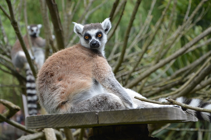 lemur, živali, živalski vrt, opica, Madagaskar, divje, živali prosto živeče živali