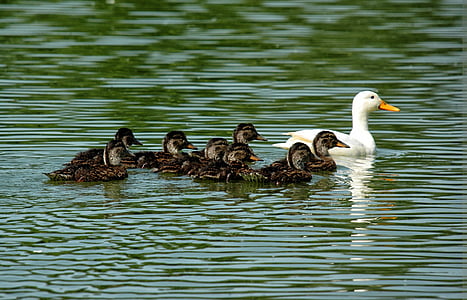 патица, пате, семейство, потомство, езерото, птица, животните
