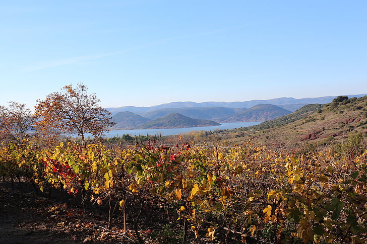 tó, szőlő, őszi, salagou, szín, Herald
