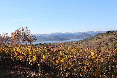 Lake, viiniköynnöksen, syksyllä, Salagou, väri, Herald