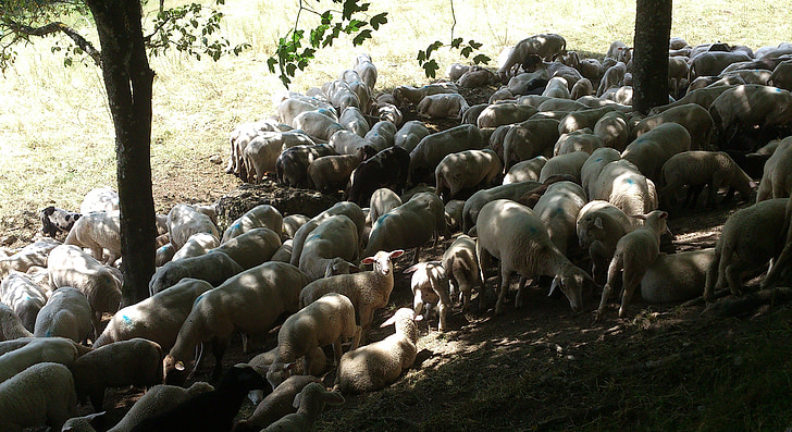 sheep, light, lunch, shadow, hot, weather, pasture