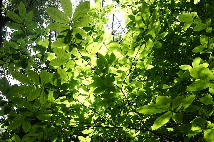 φύλλα, φύση, δέντρα, υποκατάστημα, πράσινο, δέντρο, πράσινα φύλλα