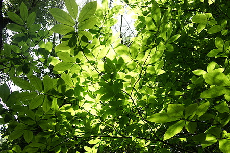 lapai, Gamta, medžiai, filialas, žalia, medis, žali lapai