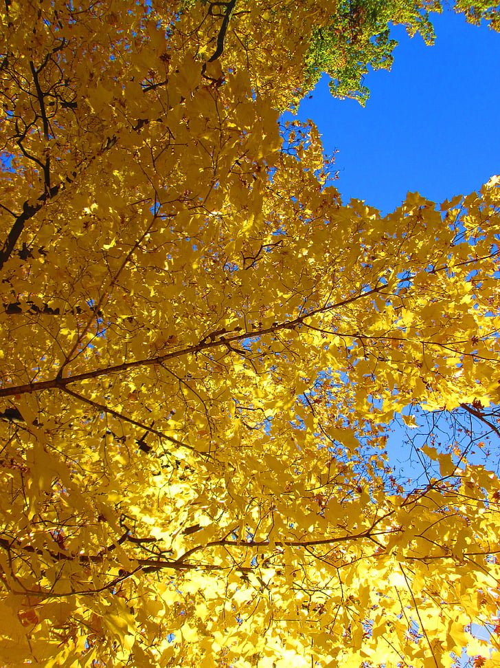 короната на дървото, синьо небе, Есен, есента цветове, клонове, природата, небе
