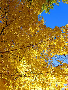 koruna stromu, modrá obloha, jeseň, farby jesene, pobočky, Príroda, Sky
