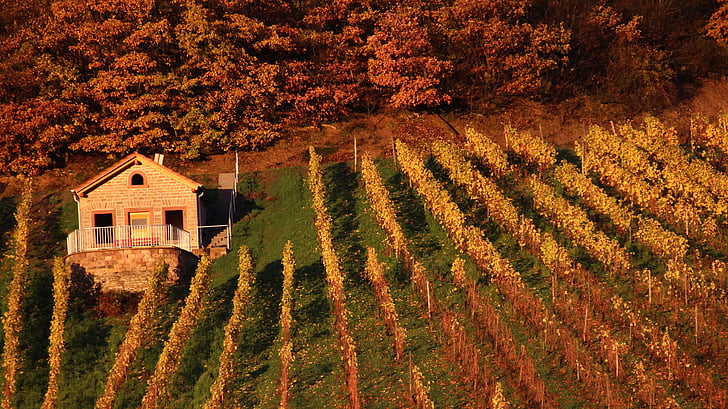 vineyard, vineyard cottage, forest, red