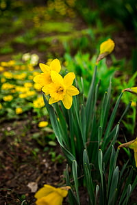 Daffodils, bunga, musim semi, rumput, bunga, kuning, Bud