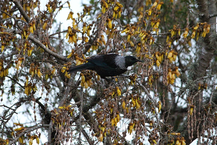 tui, tui bird, new, zealand, bird, black, branch