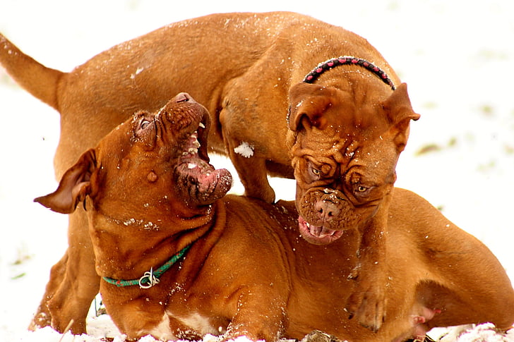 sneeuw, hond, de, Bordeaux, Mastiff, winter, puppy