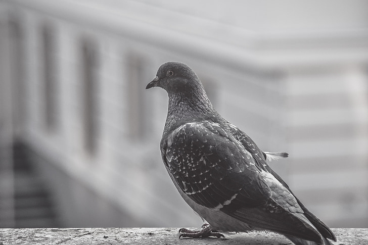 golob, ptica, balkon, živali, črno-belo, mesto, sedeli