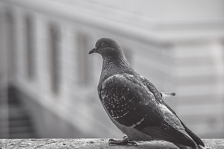 pigeon, bird, balcony, animal, black and white, city, perched